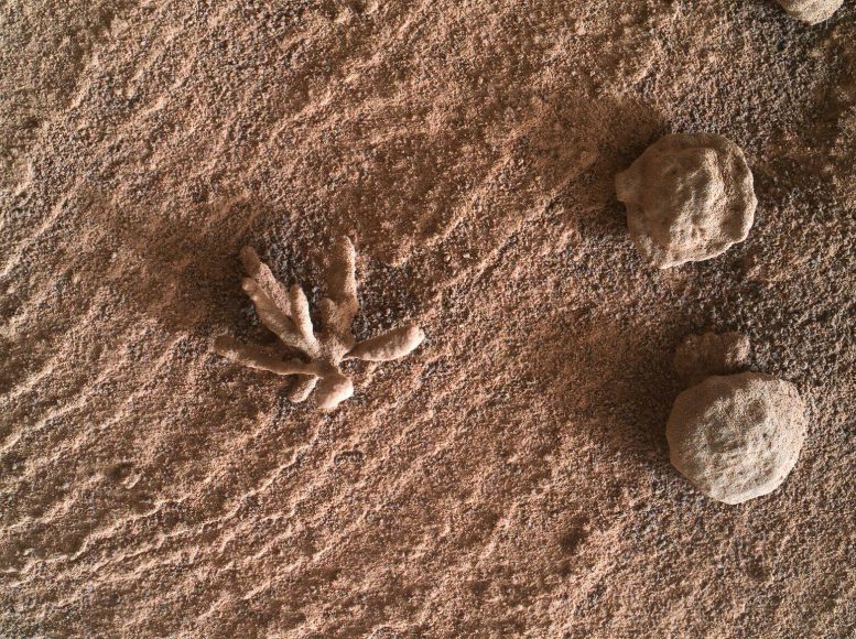 Blackthorn Salt Mars Curiosity Rover