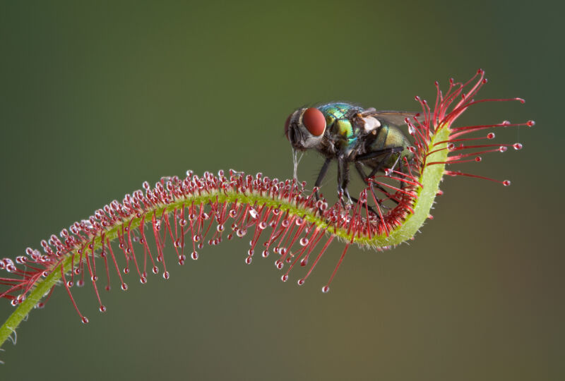 A trapped blow fly on a carnivorous dewy plant.