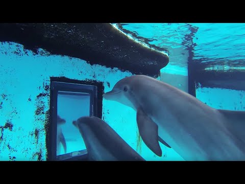 Dolphins Video: How Smart Are They Actually?  |  Inside the animal's mind |  BBC Earth
