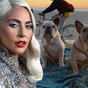 The Dognappers accused Lady Gaga of attempted murder and robbery